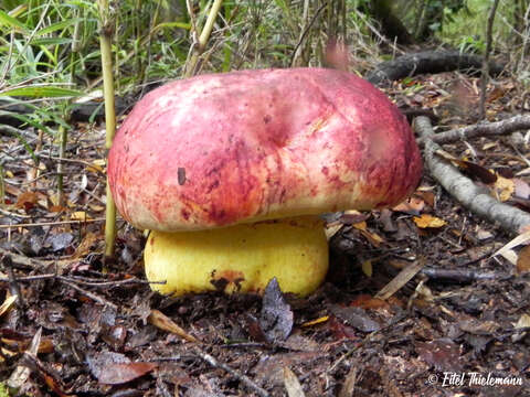 Image de Butyriboletus loyo (Phillippi) Mikšík 2015