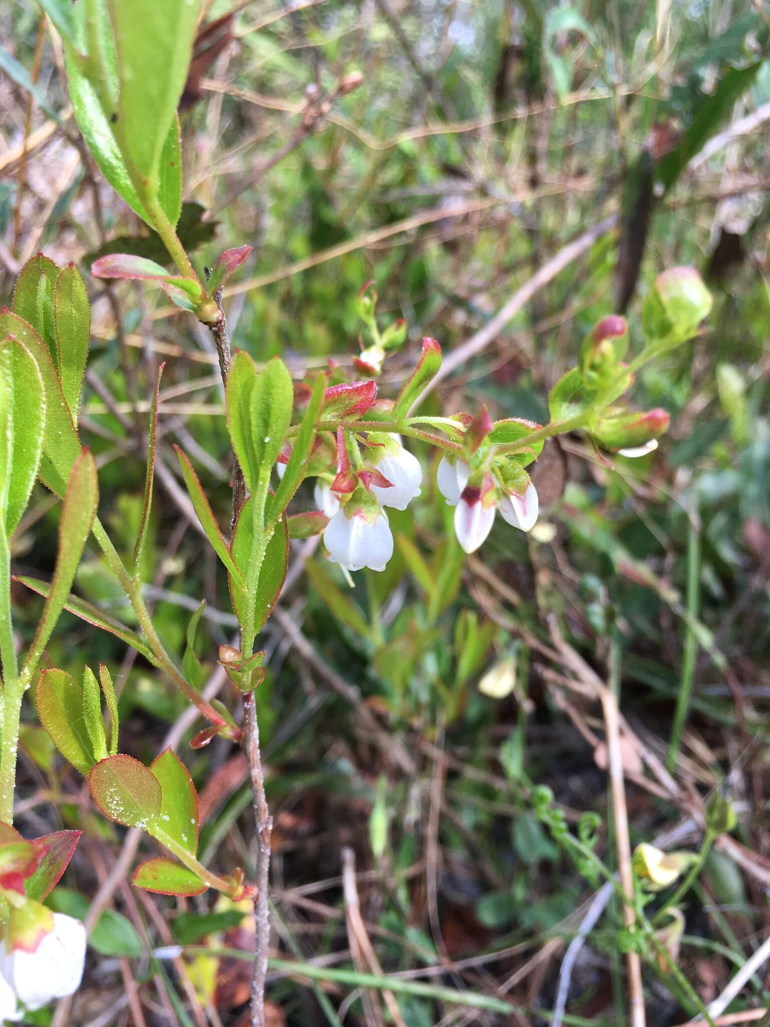 Image of dwarf huckleberry