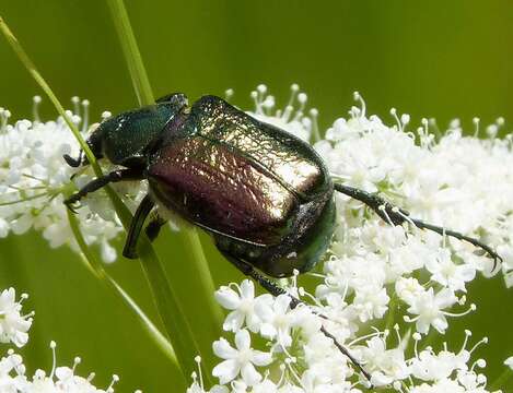 Image of Gnorimus variabilis (Linnaeus 1758)