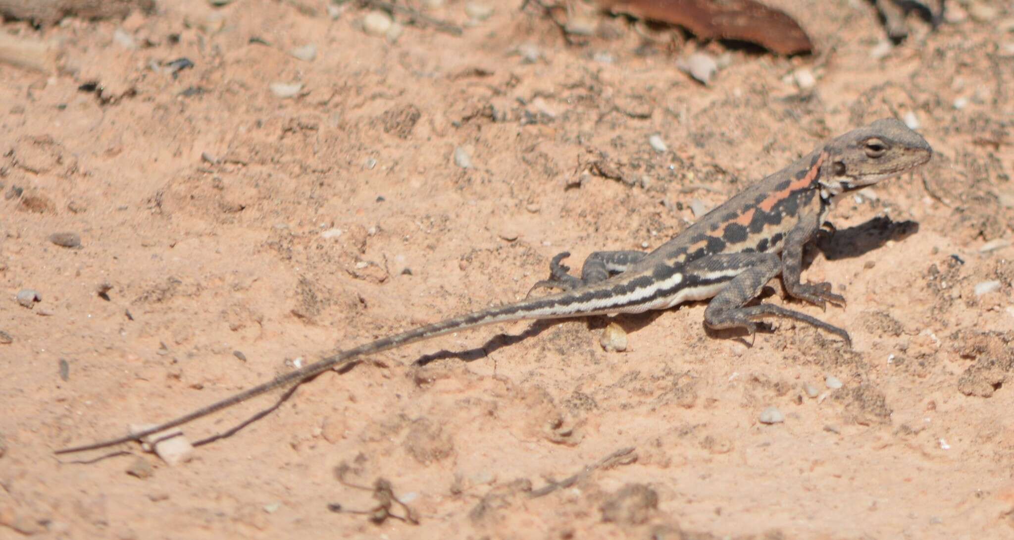 Image of Spotted Dragon
