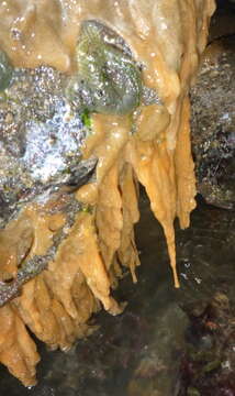 Image of Carpet sea squirt