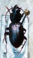 Image of Pterostichus (Lamenius) caudicalis (Say 1823)