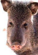 Image of peccaries