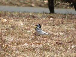 Image of Motacilla alba lugens Gloger 1829