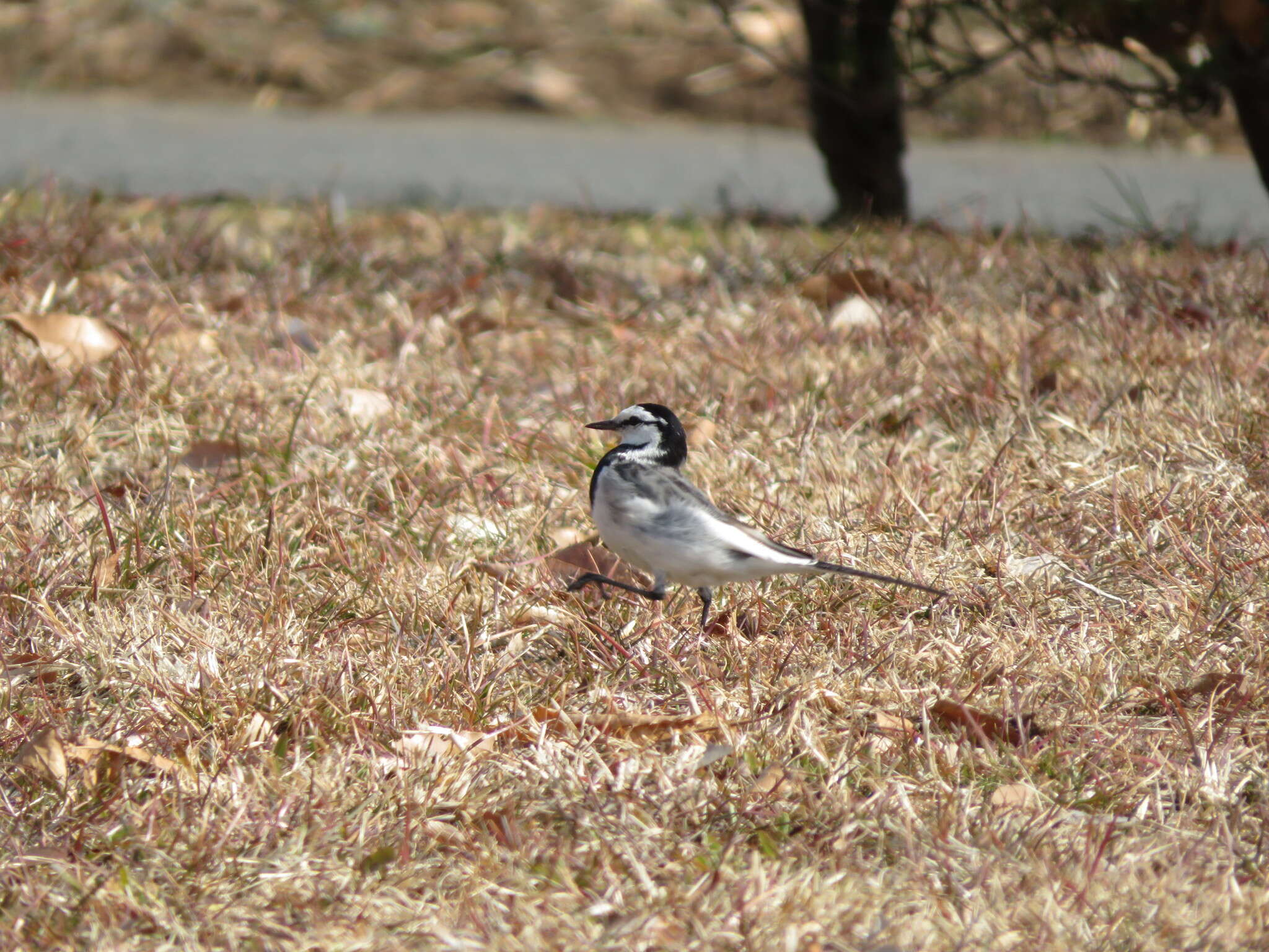 Image of Motacilla alba lugens Gloger 1829