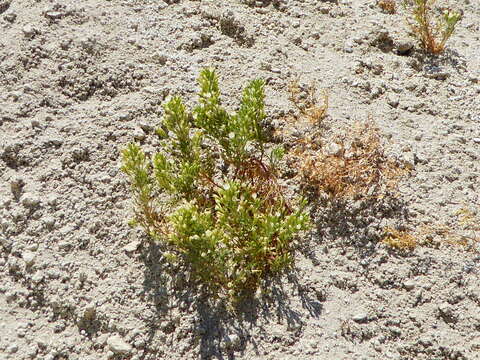 Plancia ëd Malesherbia arequipensis Ricardi