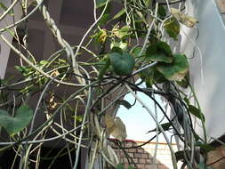 Image of Tinospora cordifolia (Willd.) Miers