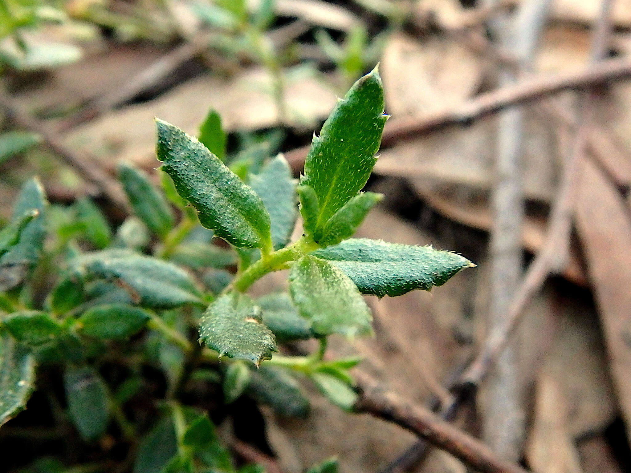 Image of Gonocarpus tetragynus Labill.