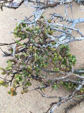 Plancia ëd Portulacaria pygmaea Pillans