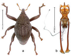 Image of Trigonopterus fissitarsis Riedel 2014