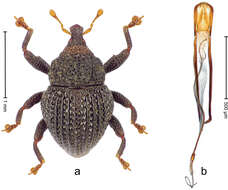 Image of Trigonopterus florensis Riedel 2014