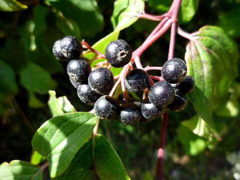 Image of bloodtwig dogwood