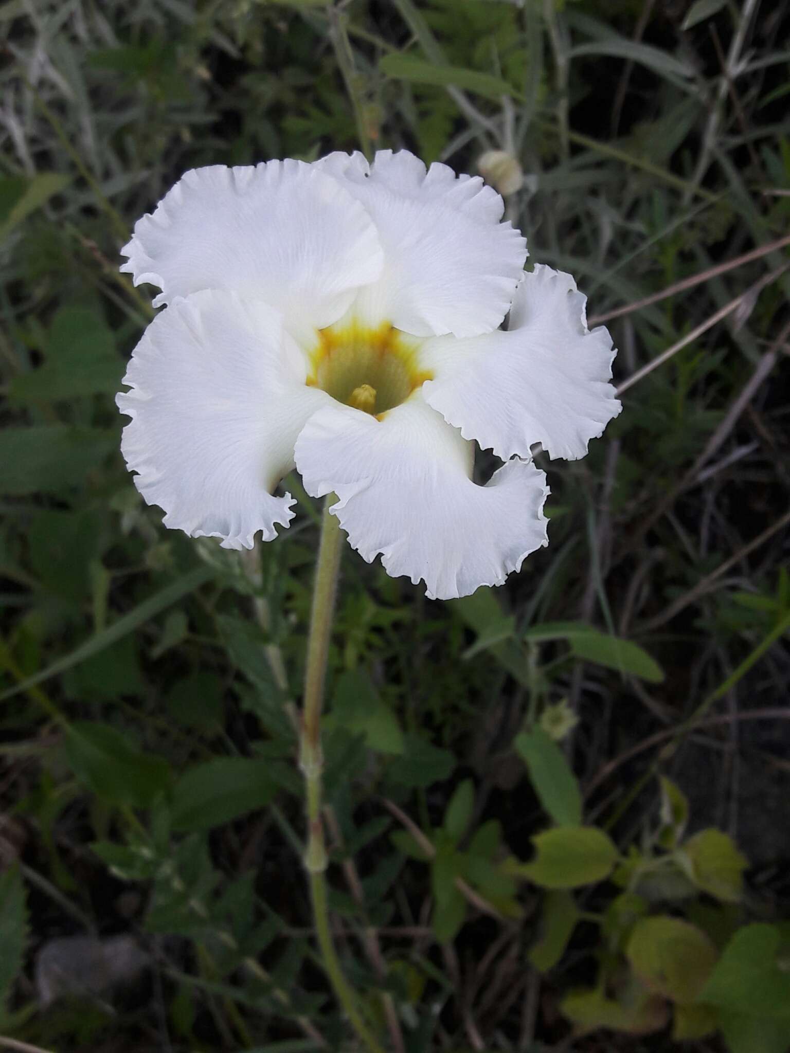 Image of Mandevilla petraea (A. St.-Hil.) Pichon