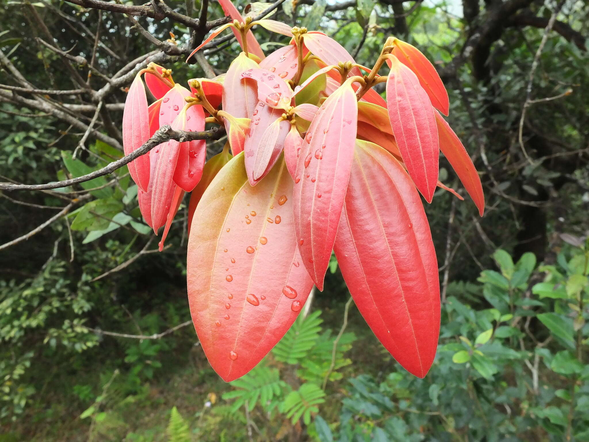 Imagem de Cinnamomum sulphuratum Nees