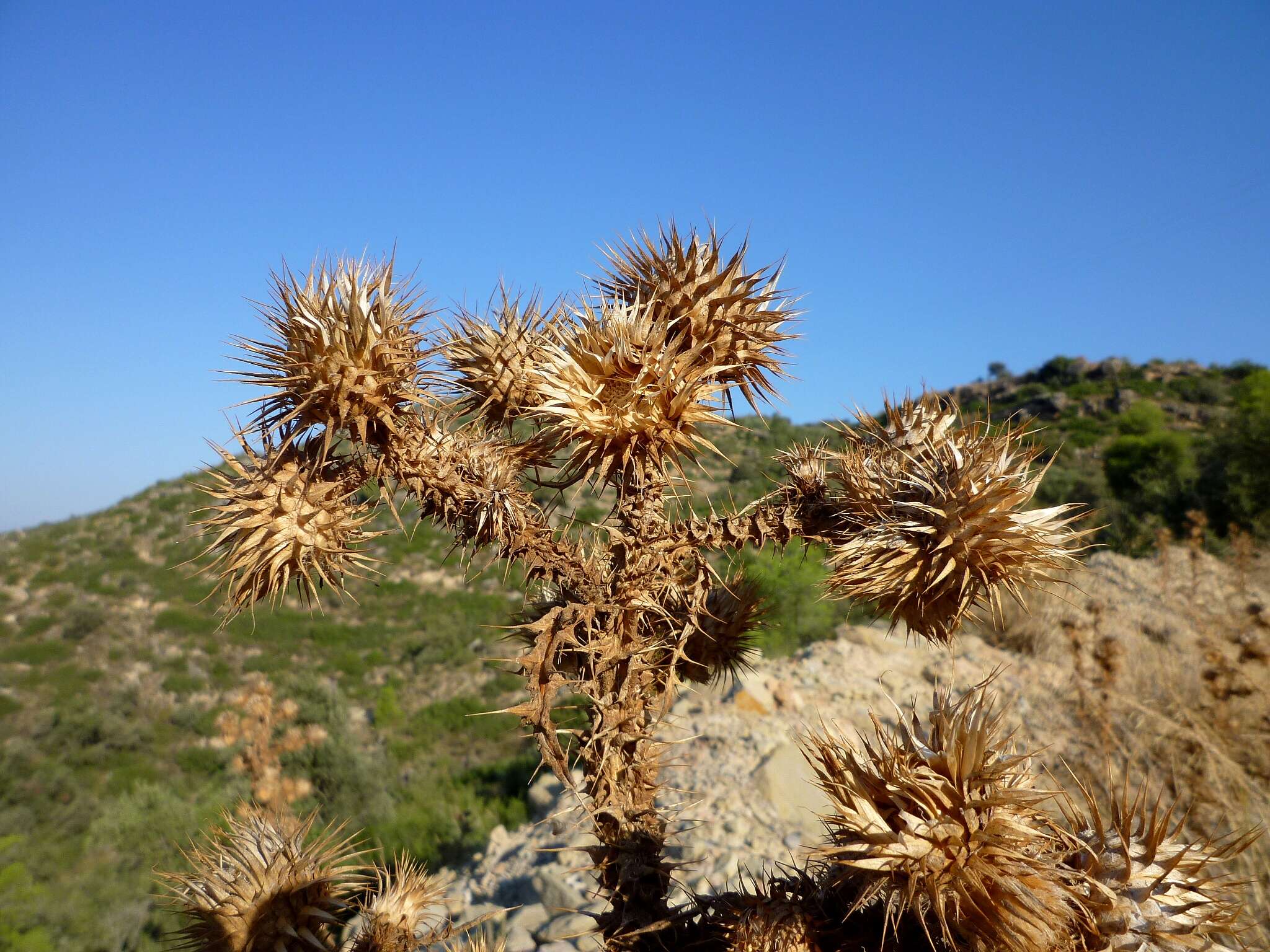 Image of Cotton Thistle