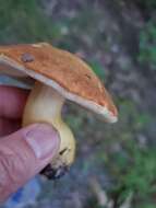 Image of Aureoboletus roxanae (Frost) Klofac 2010