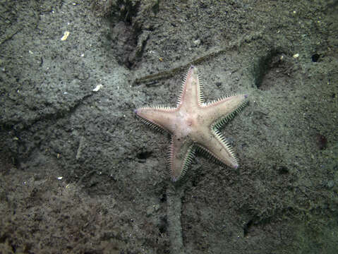 Image of Sand star