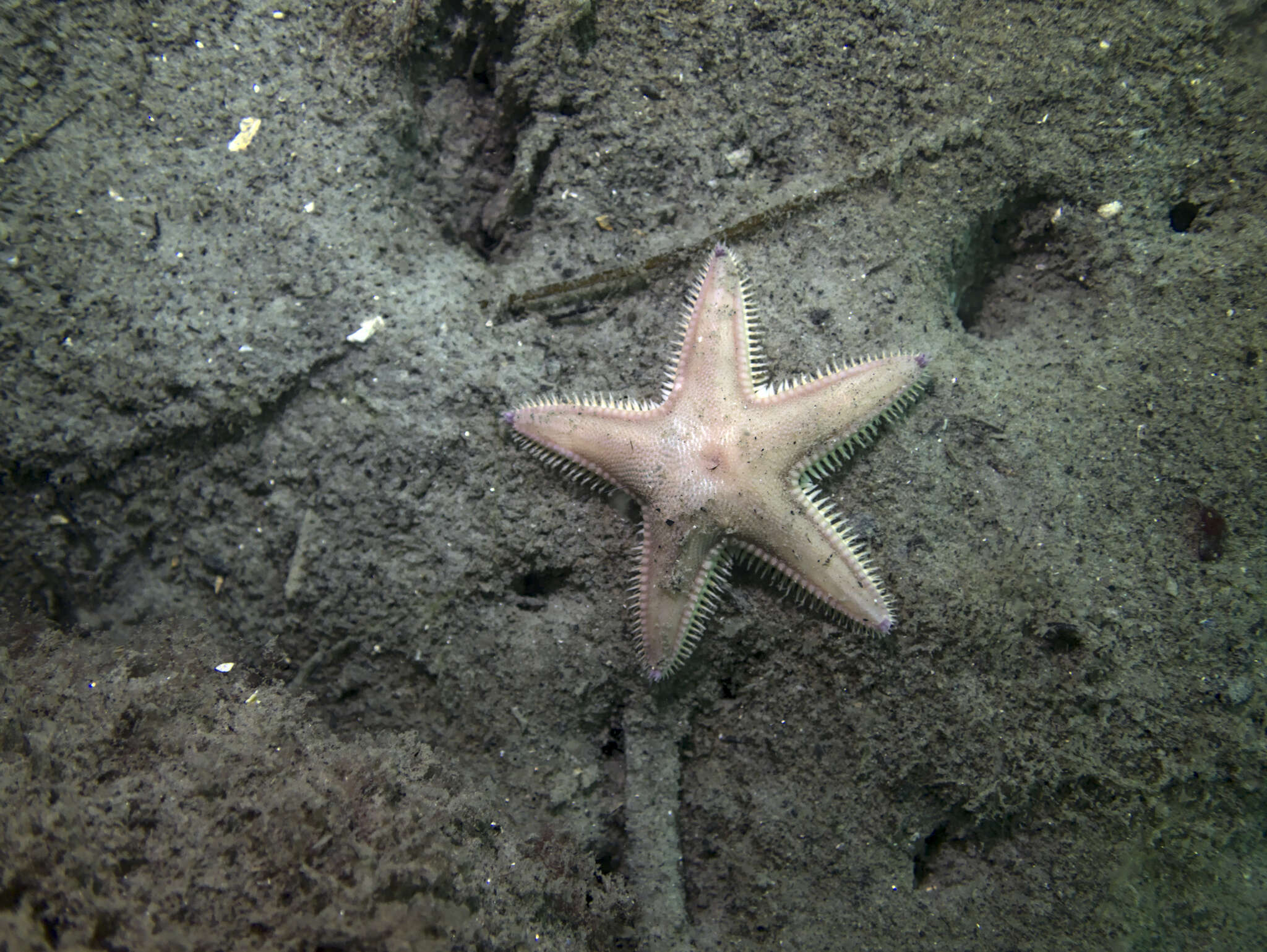 Image of Sand star