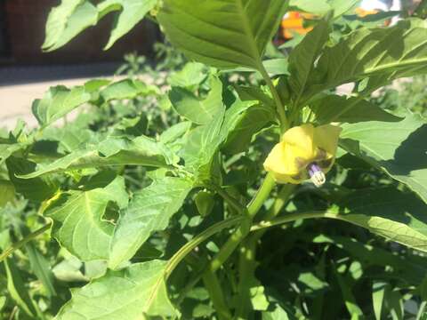 Physalis philadelphica Lam. resmi