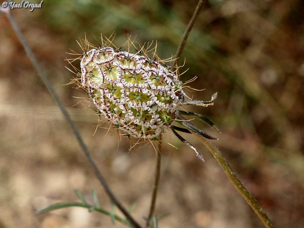 Image of Sixalix arenaria (Forsk.) W. Greuter & Burdet