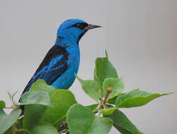 Image of Blue Dacnis