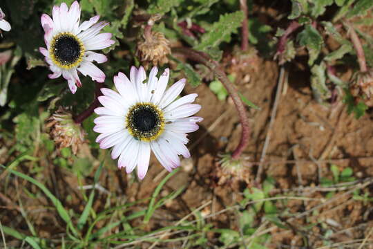 Image of Arctotis bellidifolia Berg.