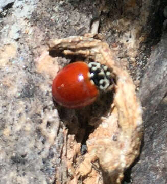 Image of Western Blood-Red Lady Beetle