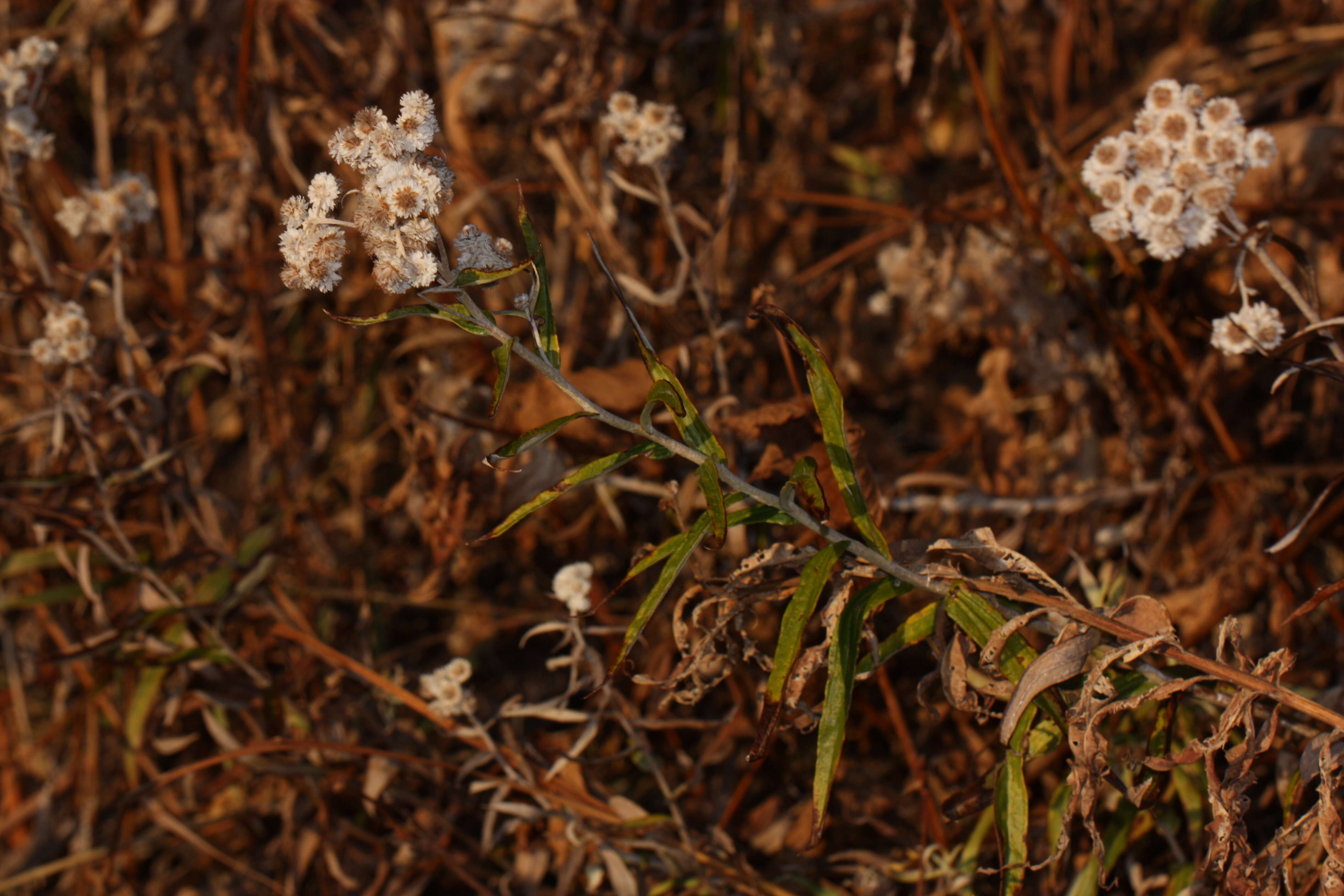 Imagem de Anaphalis margaritacea (L.) Benth.