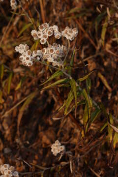 Image of Pearly Everlasting