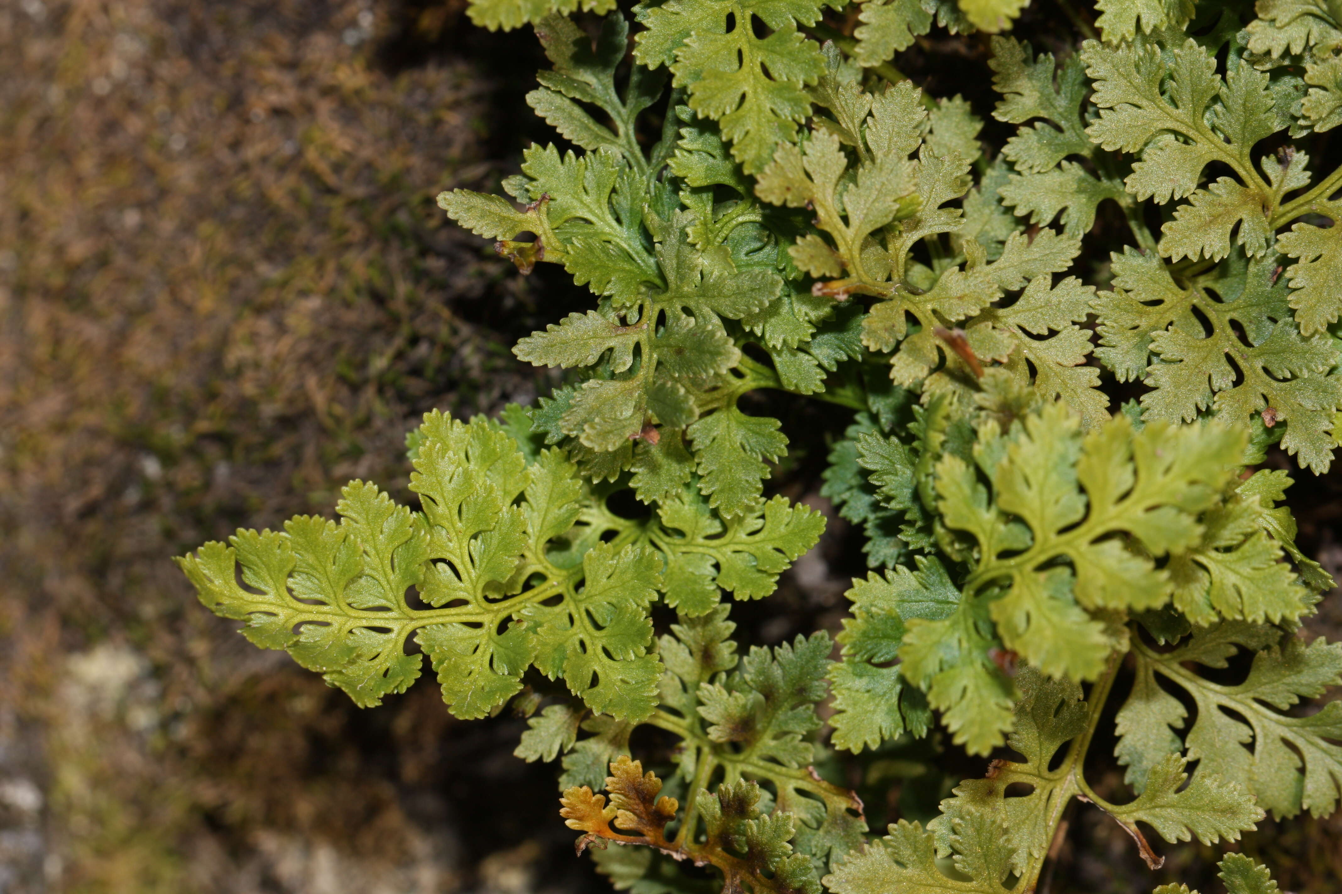 Sivun Cryptogramma acrostichoides R. Br. apud Richards. kuva