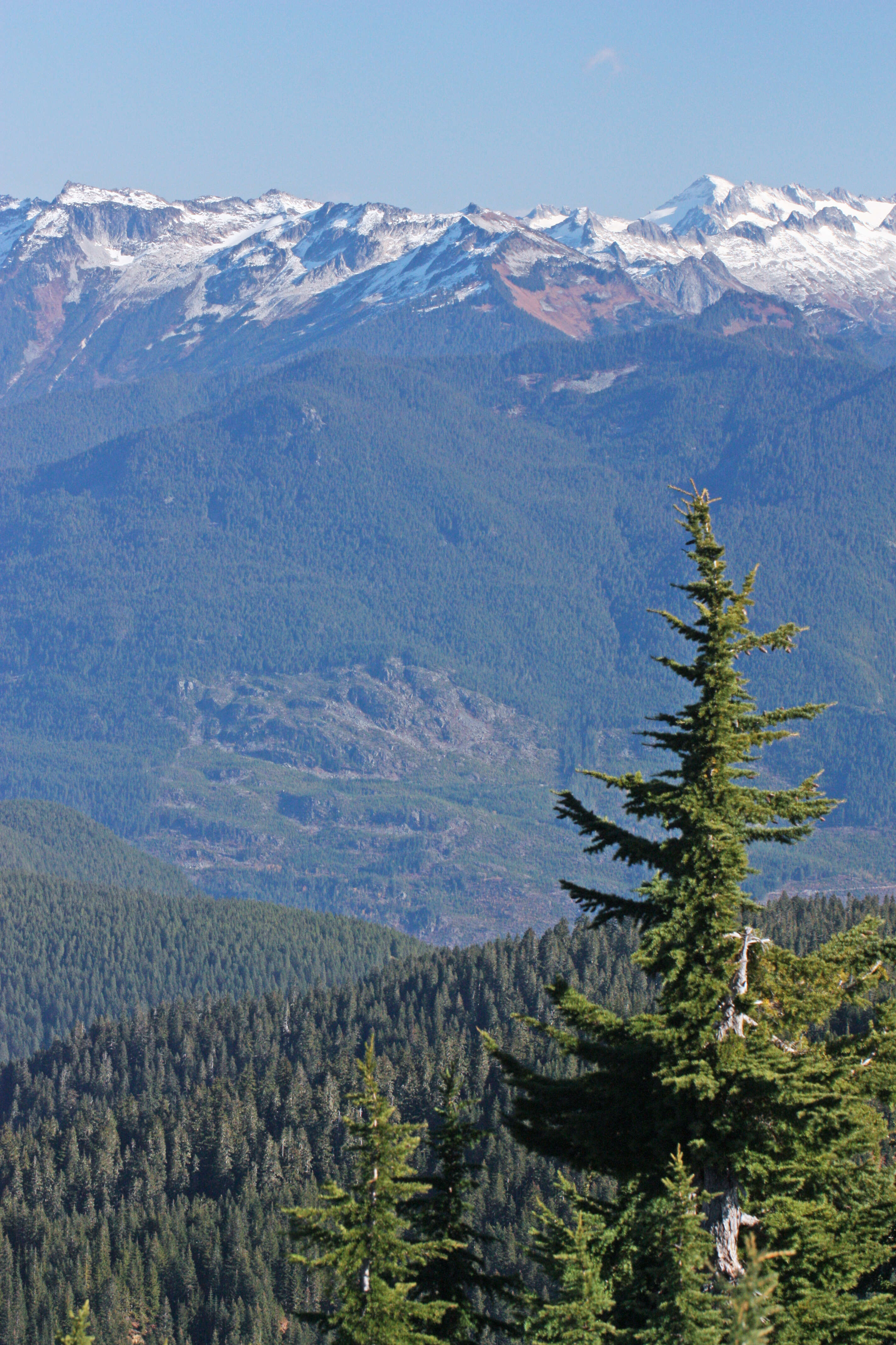 Image of Mountain Hemlock