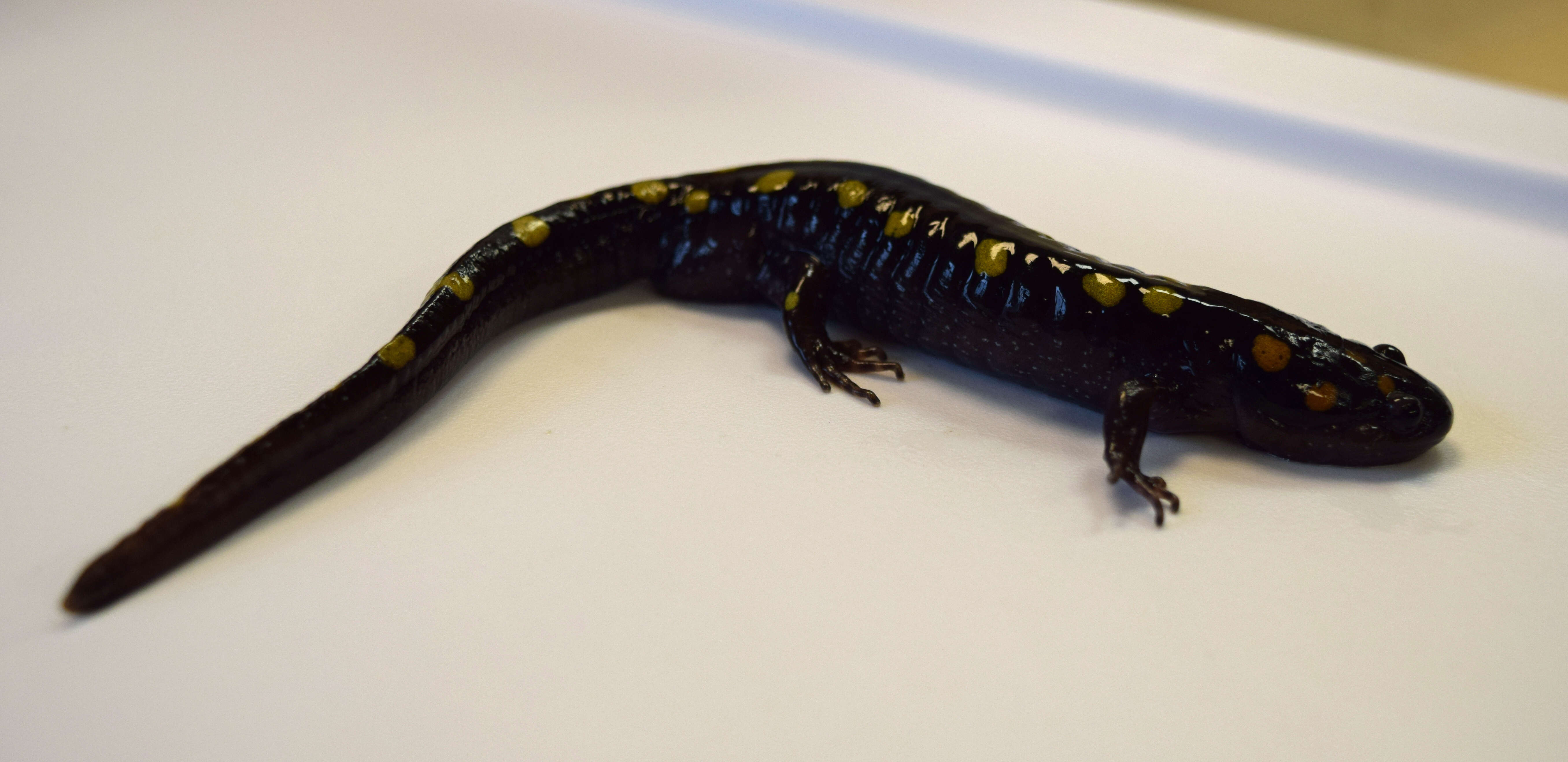 Слика од Ambystoma maculatum (Shaw 1802)