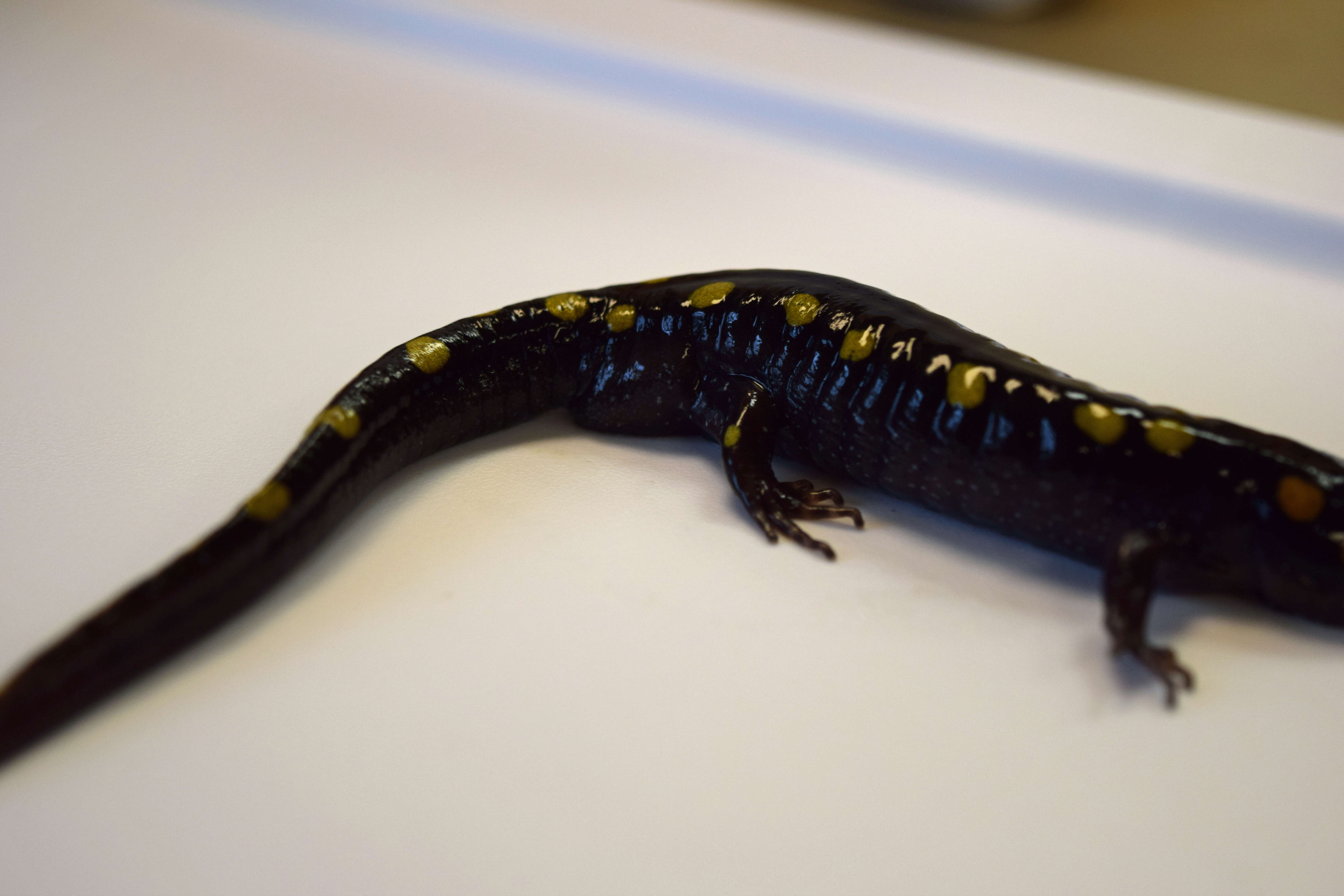 Слика од Ambystoma maculatum (Shaw 1802)