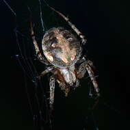 Image of Arabesque Orbweaver