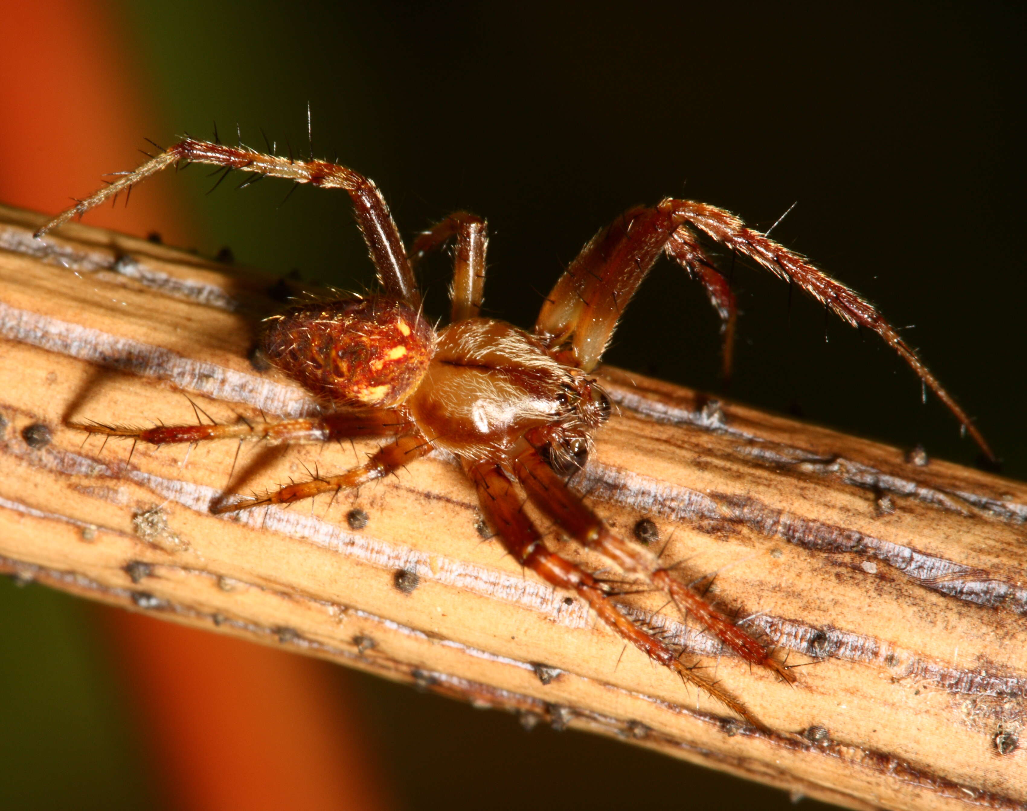 Image of Arabesque Orbweaver