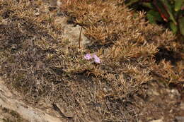 Imagem de Phlox diffusa Benth.