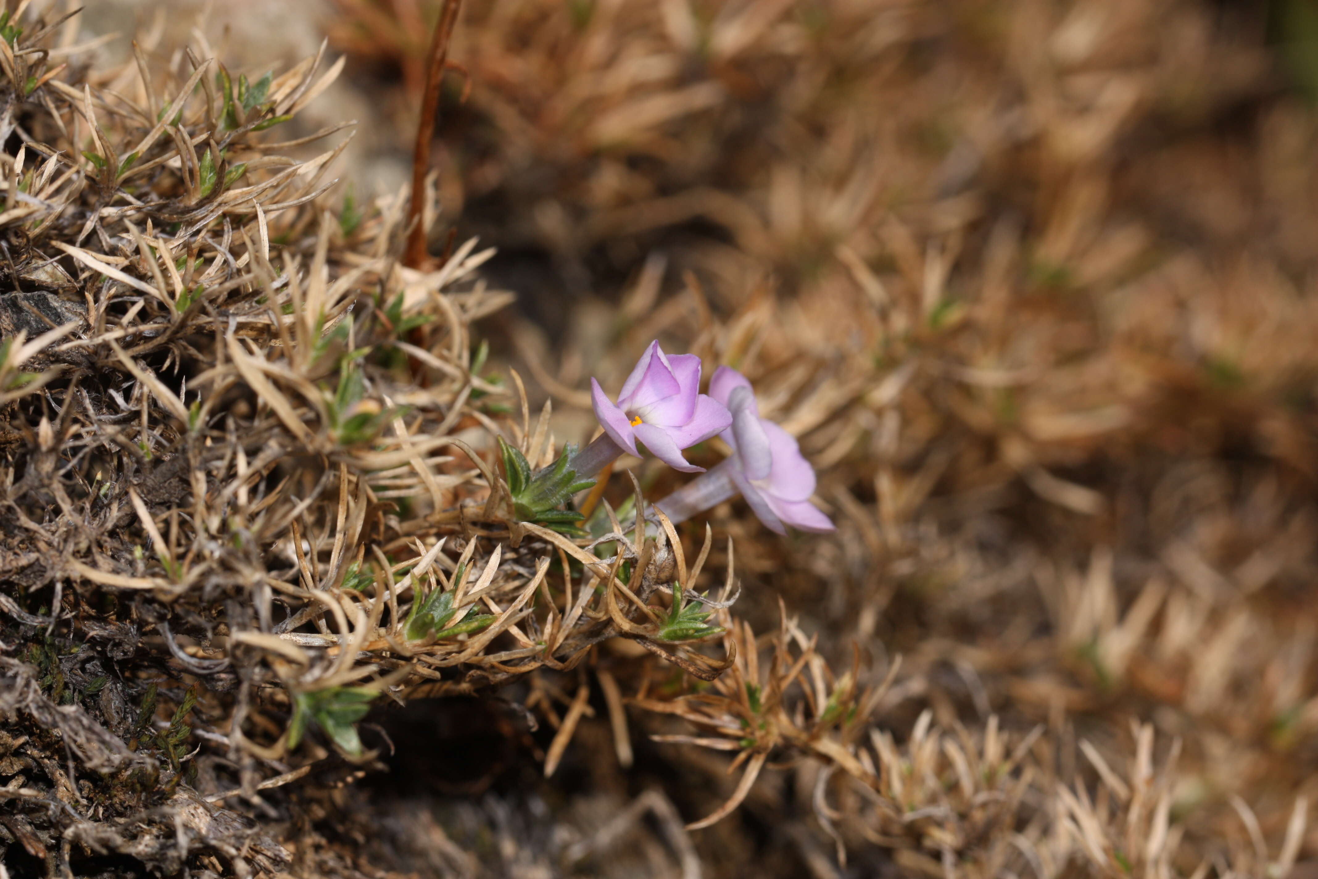 Imagem de Phlox diffusa Benth.