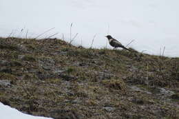 Image of Ring Ouzel