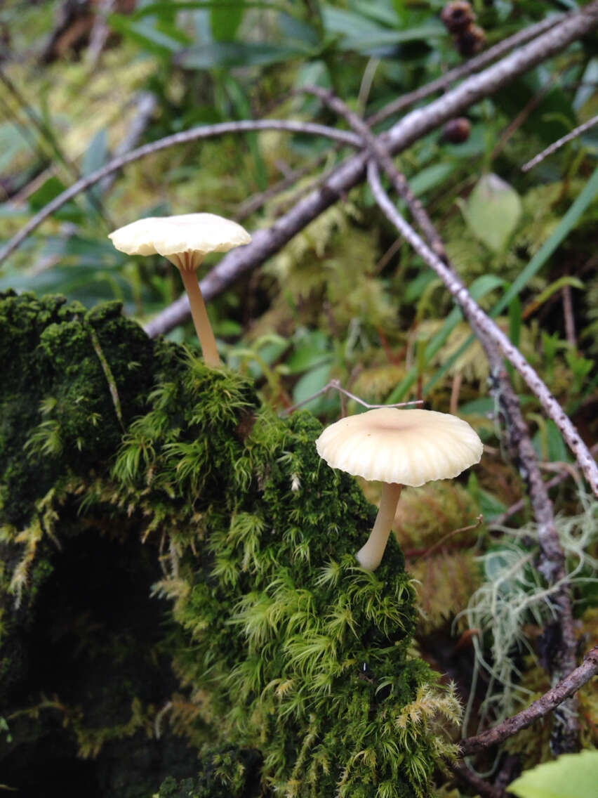 Image de Lichenomphalia umbellifera (L.) Redhead, Lutzoni, Moncalvo & Vilgalys 2002