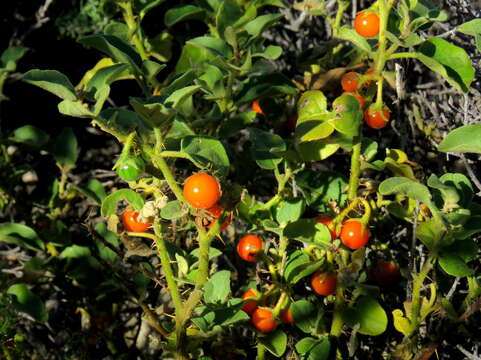 Image of Solanum tomentosum L.