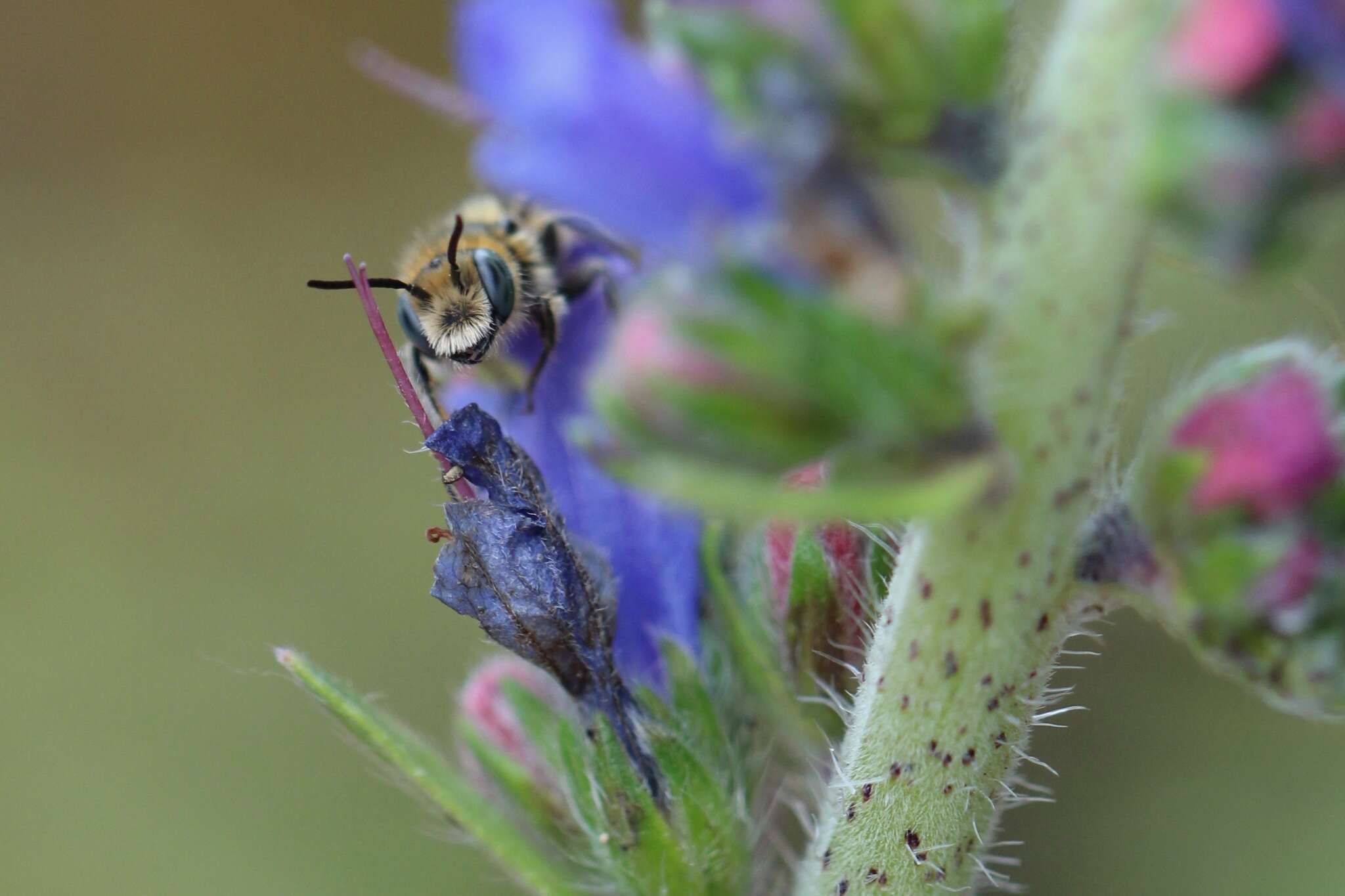 Image of Mason bee