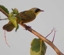 Geothlypis Cabanis 1847 resmi