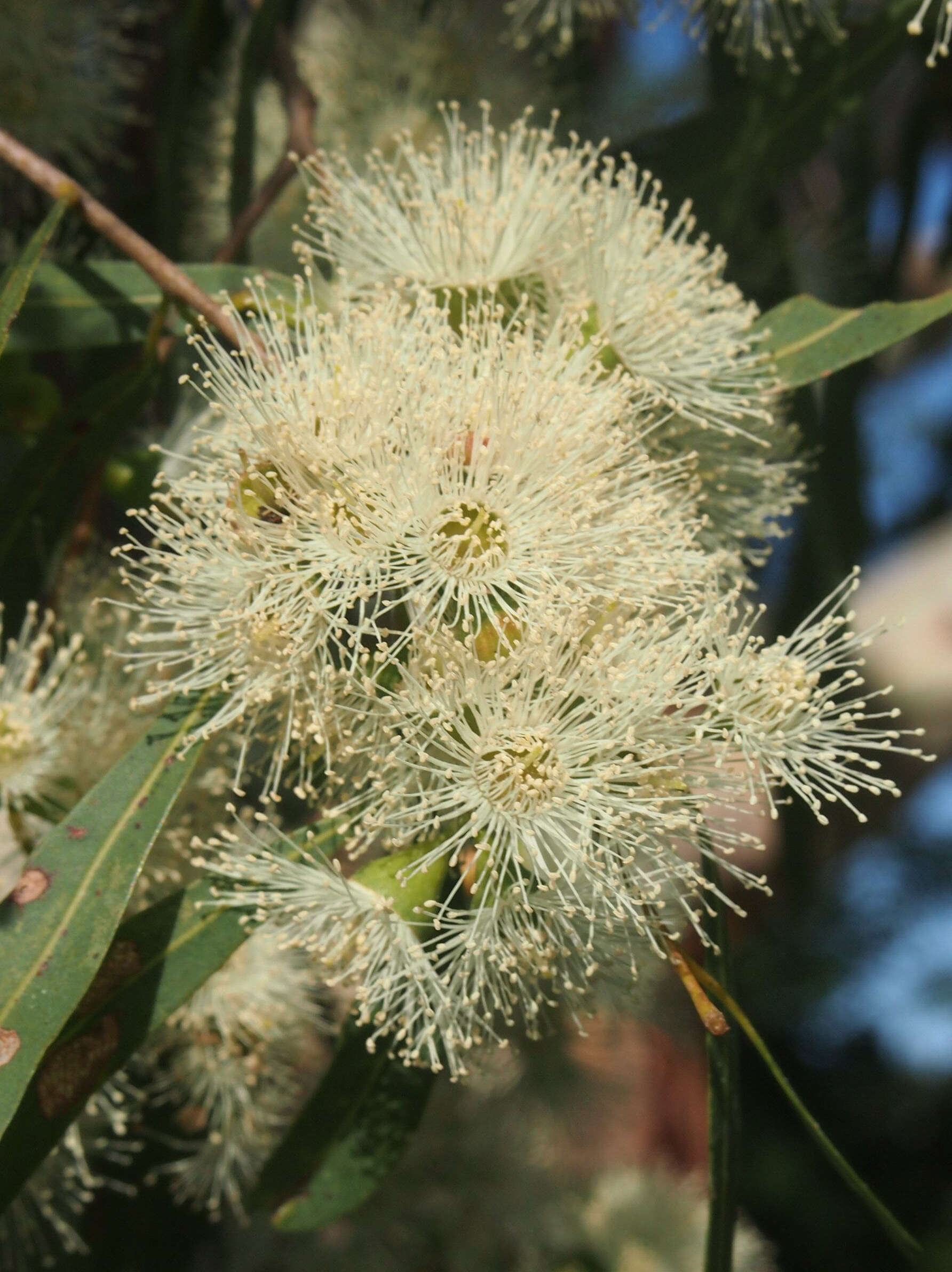 Image of Corymbia tessellaris (F. Müll.) K. D. Hill & L. A. S. Johnson