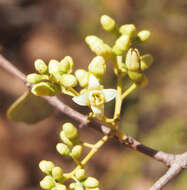 Image of Santalum lanceolatum R. Br.