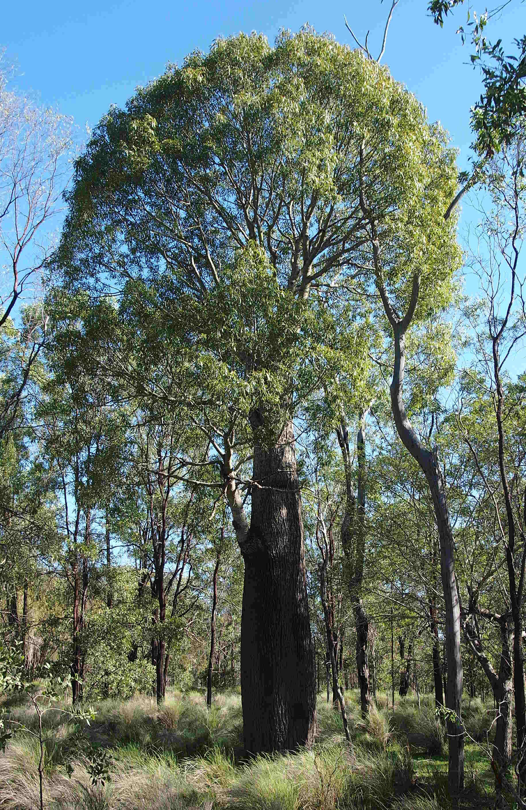 Imagem de Brachychiton rupestris (Lindley) Schumann