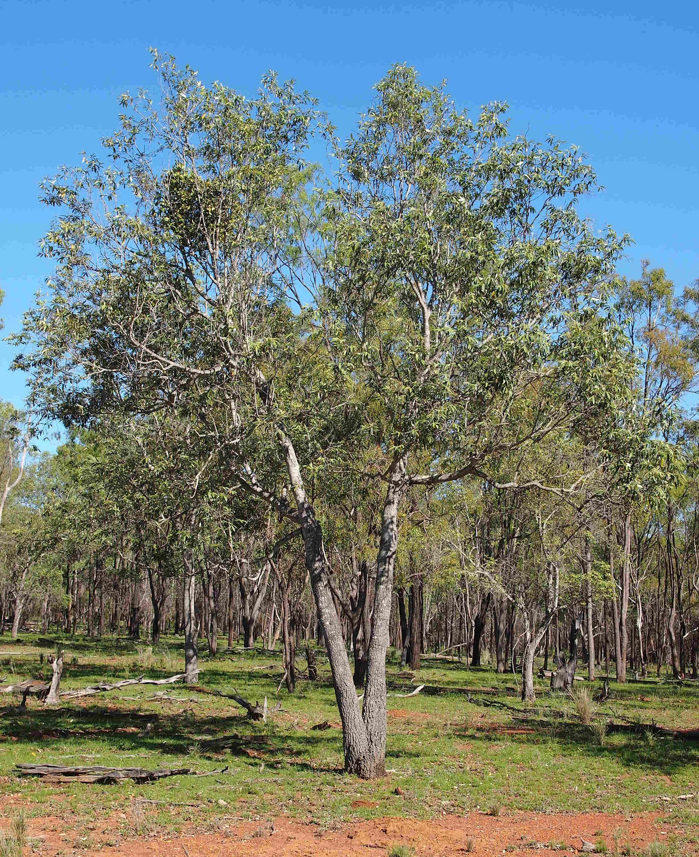 Image de Alphitonia excelsa (Fenzl) Benth.