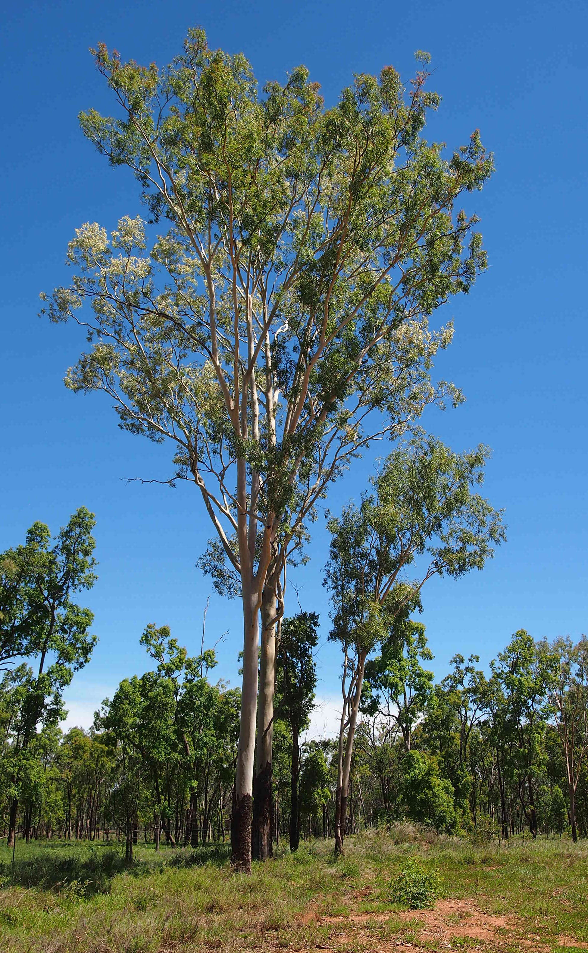 Image of Corymbia tessellaris (F. Müll.) K. D. Hill & L. A. S. Johnson