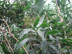 Image of Dracaena reflexa Lam.