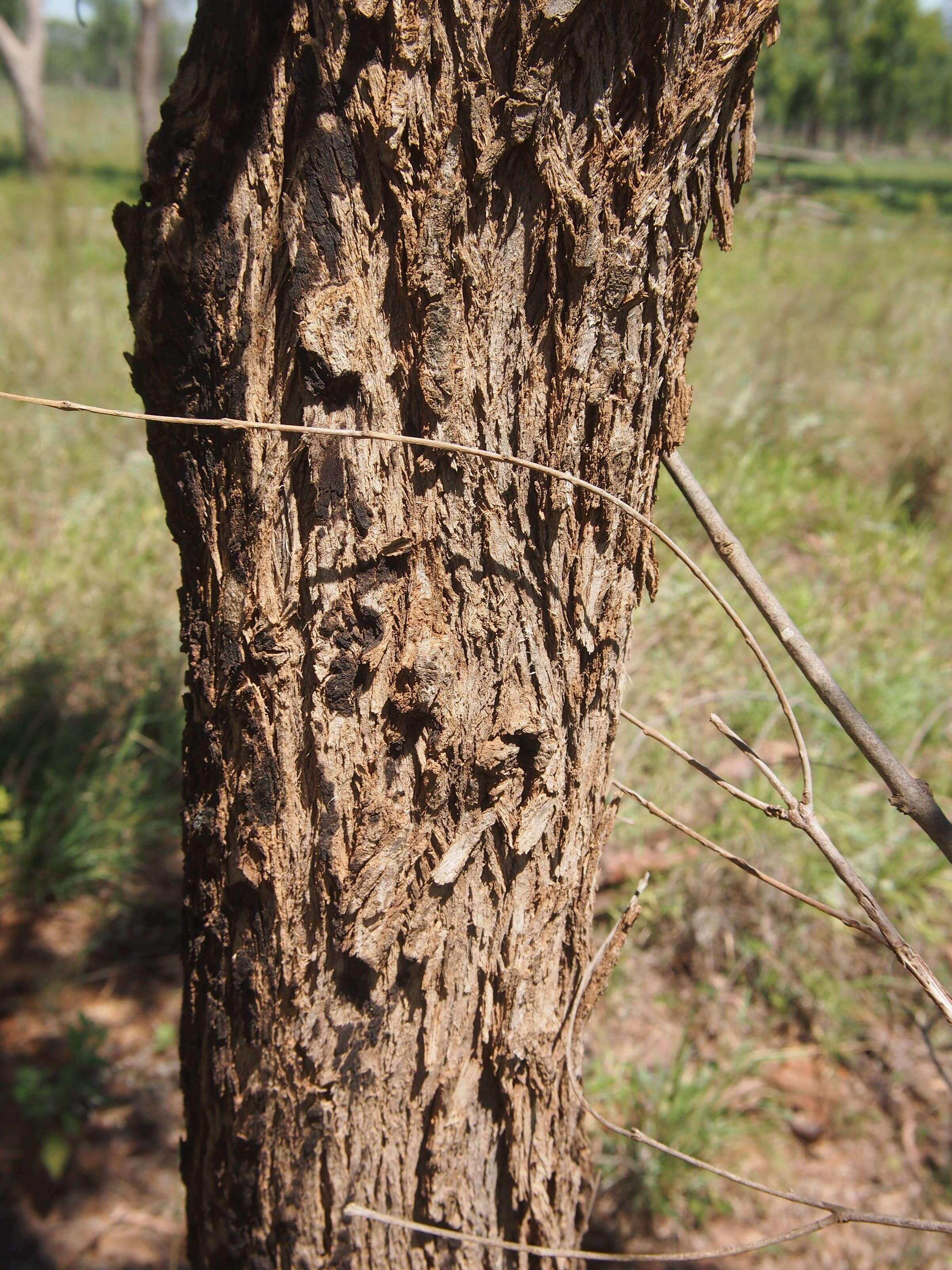 Image of Rough barked apple