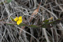 Image of Goodenia benthamiana R. C. Carolin